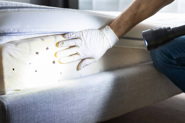 Best Affordable Pest Control Services  in Northville, MI
