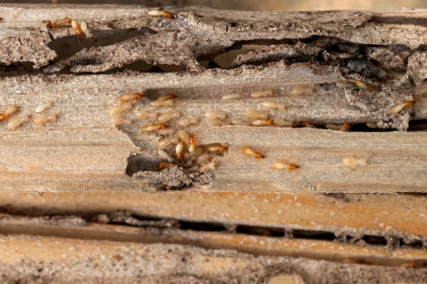 Best Flea Control Services  in Northville, MI