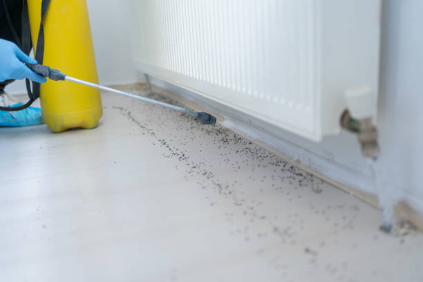Best Pest Control Near Me  in Northville, MI